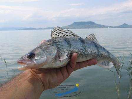 Fonyódon lesz a Salmo Kupa első fordulója!